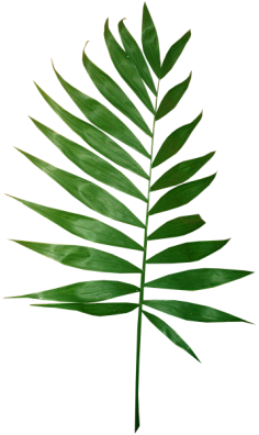 油炸大蜗牛采集到植物素材