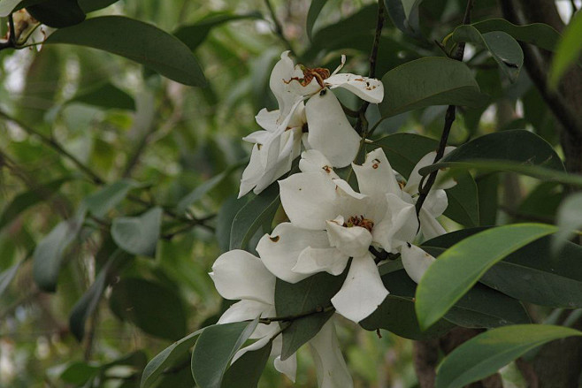 深山含笑学名micheliamaudiaedunn又名光叶白兰