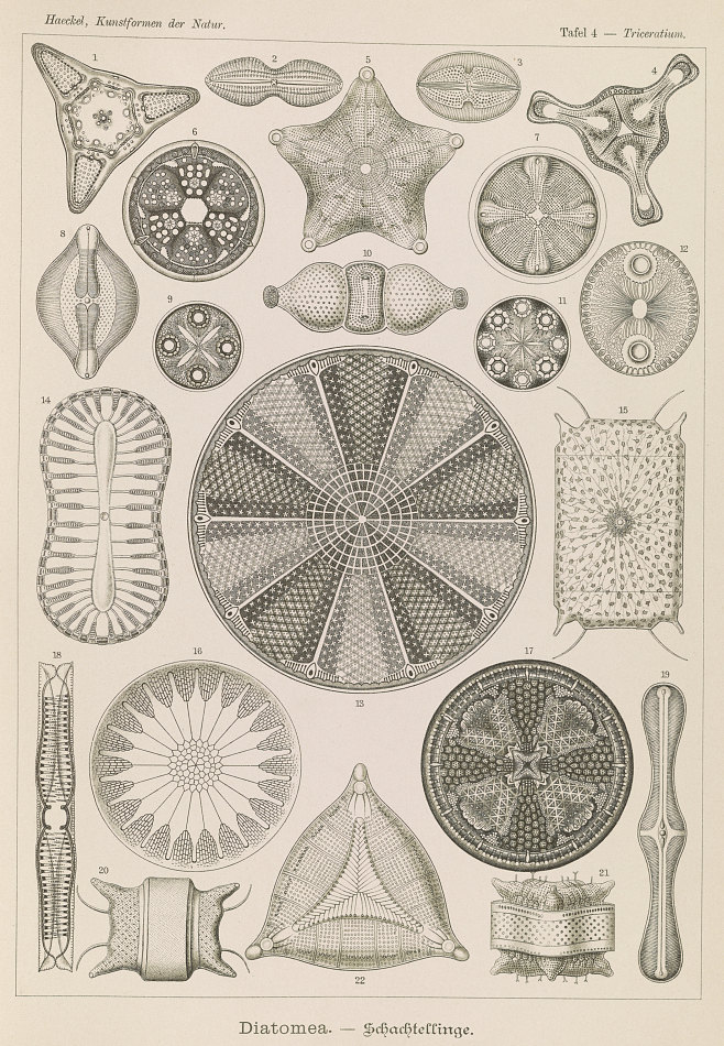 硅藻土微观结构图片