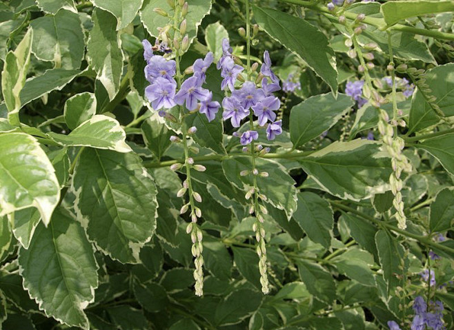 12花葉假連翹 (圖二)華南-植物冰冰ewww該採集也在以下畫板加載更多