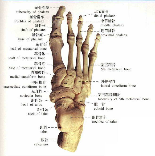 脚骨骼