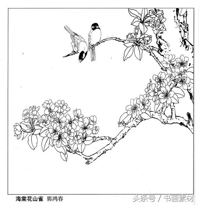 書畫素材國畫篇之名家各類花卉花鳥白描圖整理圖集欣賞快資訊