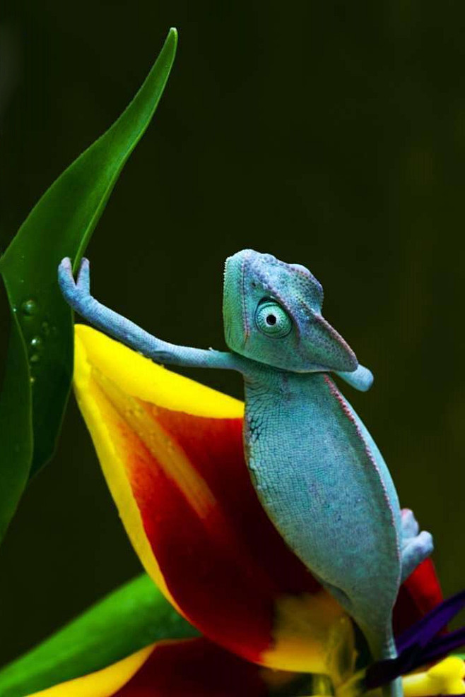 蜥蜴目避役科避役属变色龙