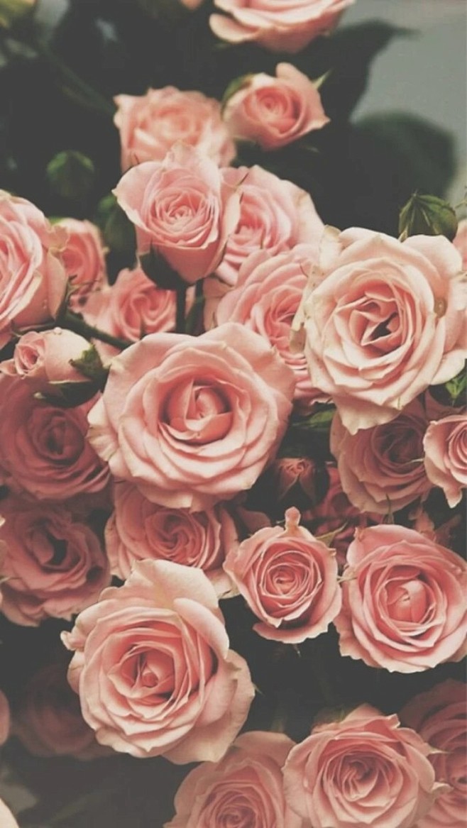 玫瑰蔷薇鲜花花朵静物唯美温暖粉色红色壁纸背景锁屏头像暖色调花海治愈