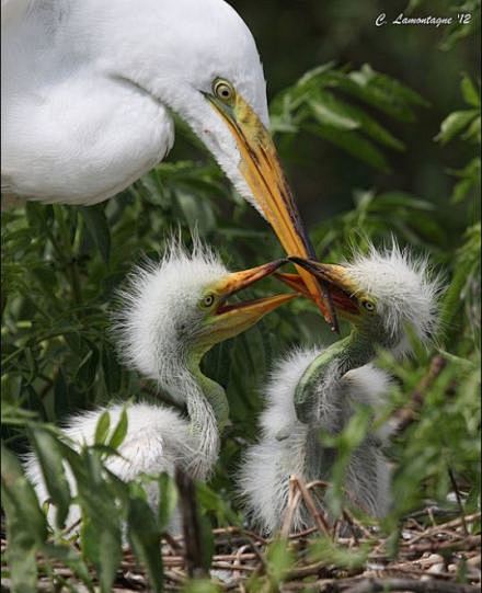 麻麻 快张嘴 要饿出鸟命啦 大白鹭 学名 Egretta Alba 英文名 Great Egret