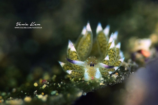 卖萌的海蛞蝓海蛞蝓又称它为叶羊海兔这种可爱的海洋生物拥有明亮的