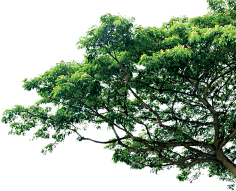 青红造了个白`采集到植物-花