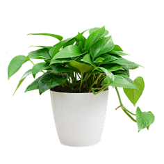 -加油!采集到植物素材