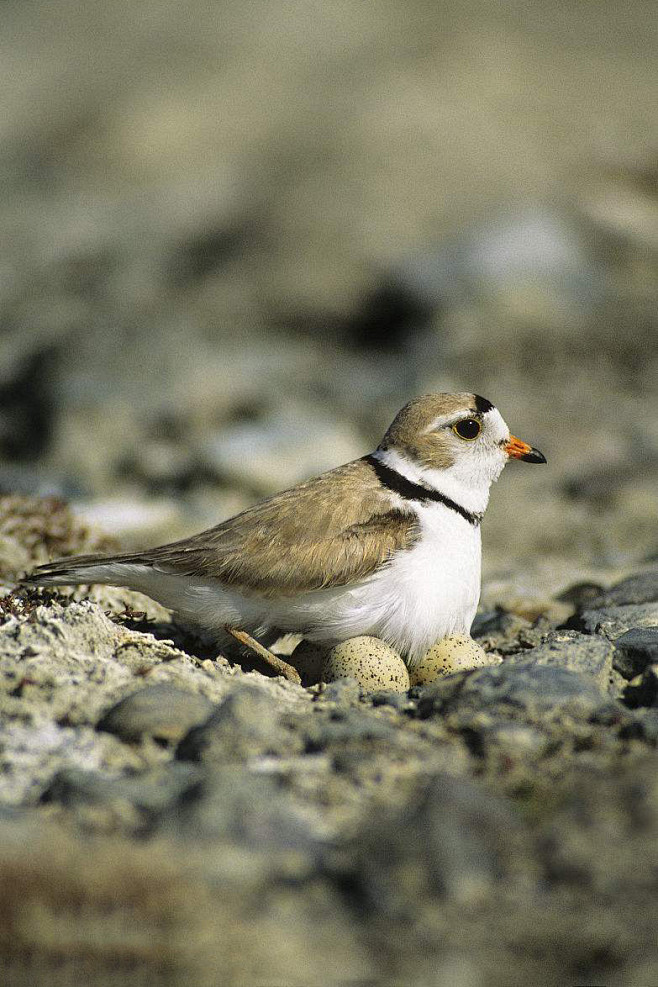 鸻形目·鸻科·鸻属:笛鸻