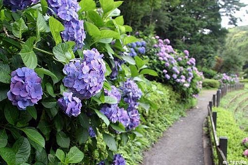 绣球花又名八仙花 紫阳花 七变化 洋绣球 粉团花 为山茱萸目绣球花科绣球属落叶灌木 花几乎全为无性花 所谓的 花 只是萼片而已