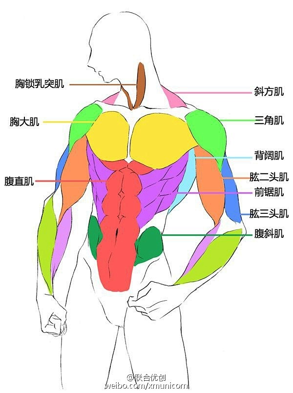 肌肉等级划分图图片