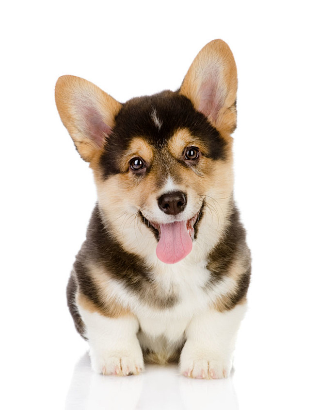 伸着舌头的小狗图片