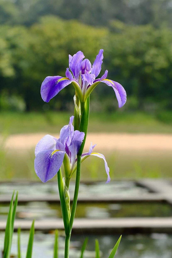 法國國花鳶尾花