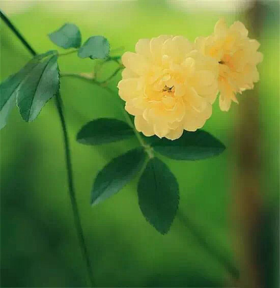 清新=淡雅采集到花朵