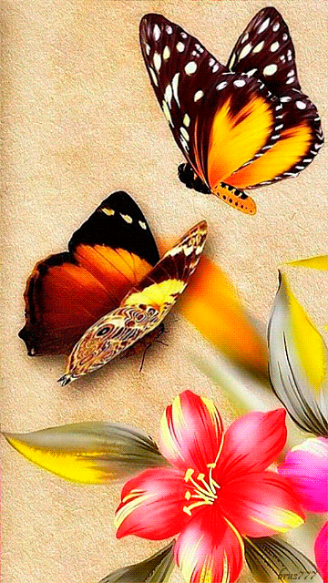 butterflygif蝴蝶