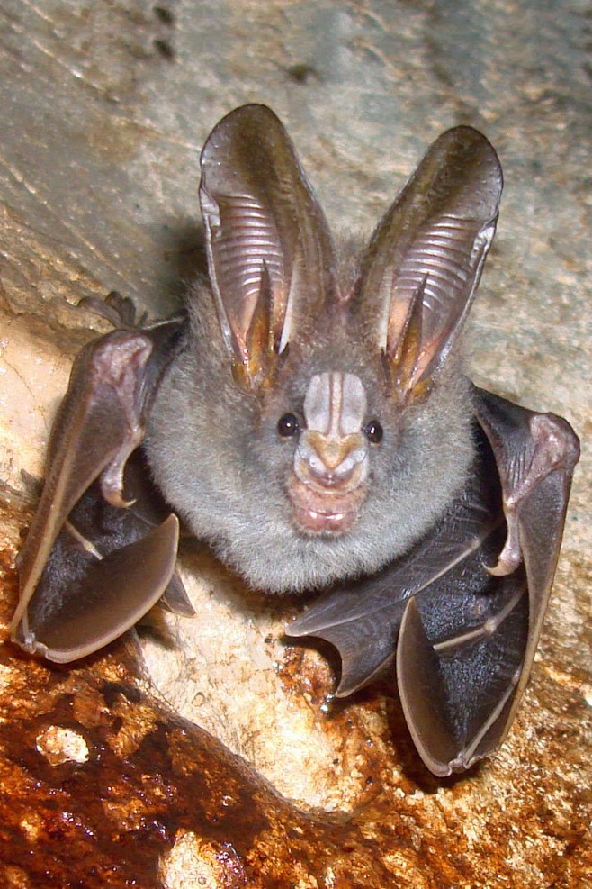 翼手目巨耳蝠科巨耳蝠