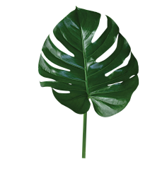 油炸大蜗牛采集到植物素材