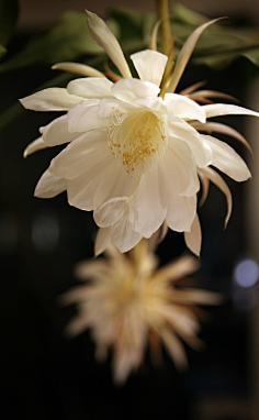汐黛采集到花