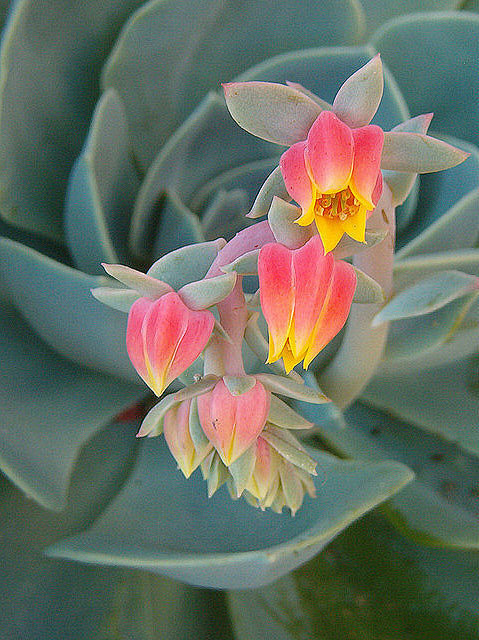 宝石花也叫石莲花石莲花因莲座状叶盘酷似一朵盛开的莲花而得名被誉为