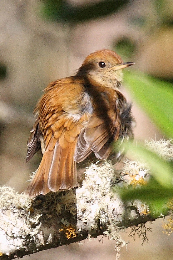 雀形目鸫科夜鸫属红顶夜鸫