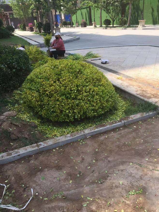 12:49:33龟背状地被景观-绿化植物防火防盗防偷图该采集也在以下画板