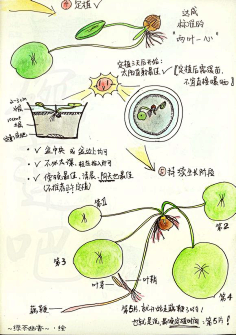 莲藕的生长过程示意图图片