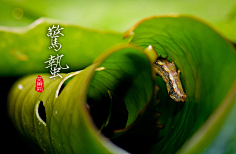 花瓣采集到花瓣说民俗