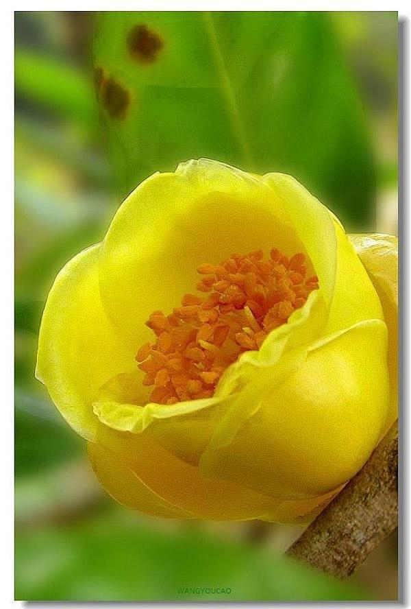 茶花皇后金花茶