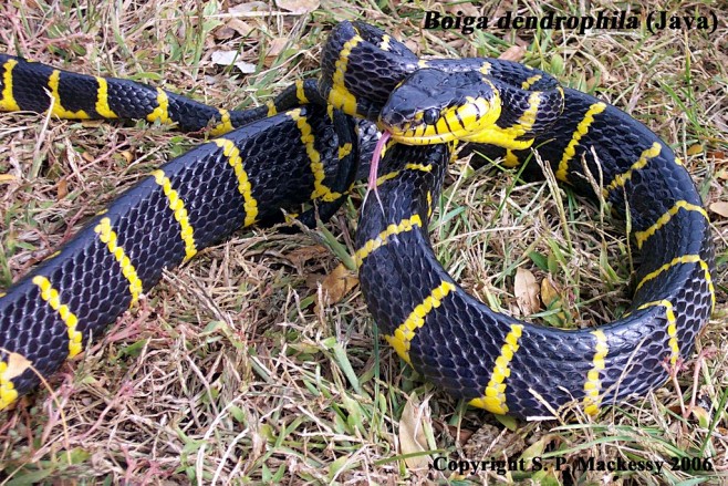 黄环林蛇boigadendrophila
