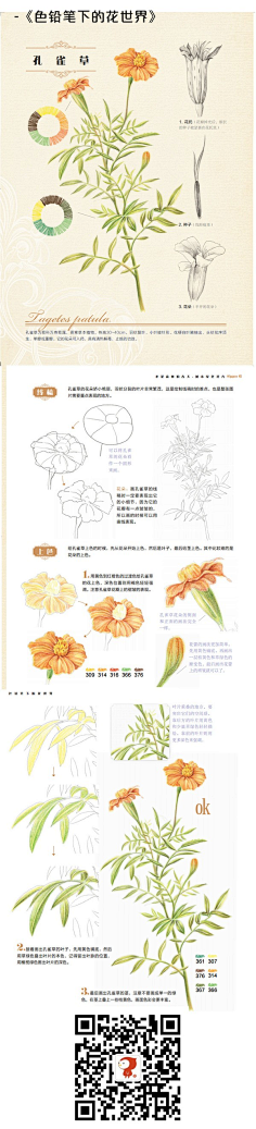 瑾喻采集到彩铅教程(静物)