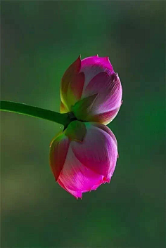 清新=淡雅采集到花朵