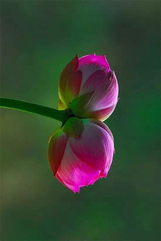 清新=淡雅采集到花朵