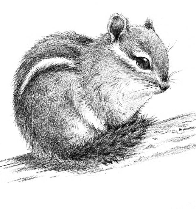 或呆萌或傲娇或灵动的可爱动物们sayhi教你画出最可爱的铅笔素描动物