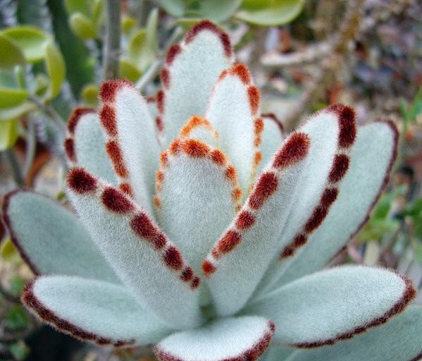 月兔耳kalanchoetomentosa