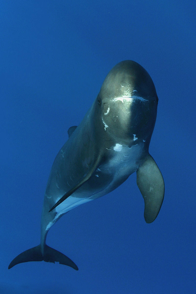 鲸目海豚科侏虎鲸属小虎鲸