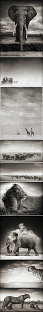 
【魂归大地】“非洲的野生动物从未像照片中那么华丽而神秘。大象如金字塔般厚重，犀牛比碳更古老。......这些照片提醒着我们，非洲对野生动物来说，是一个埋藏着巨大宝藏的家园。”| 摄影师：Brandt