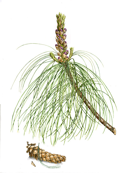 喜马拉雅松 - Pinus wallichiana
