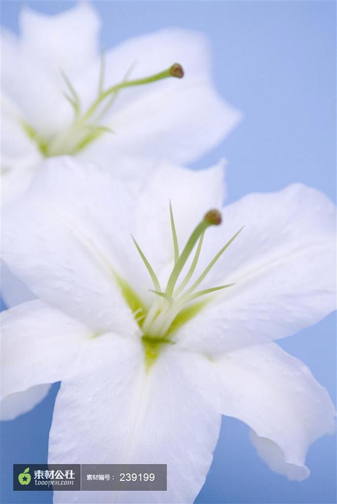 幽香白百合花背景图片高清图片素材