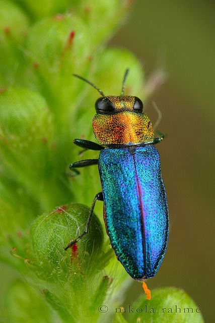 jewelbeetle
