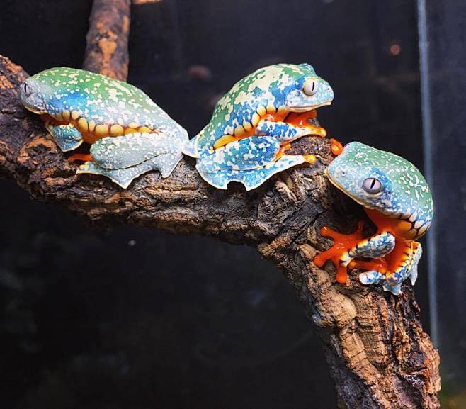 亚马逊边缘叶蛙cruziohylacraspedopus它们生活在亚马逊雨林的树冠中