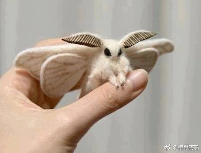 法国贵妇犬蛾poodlemoth67676767