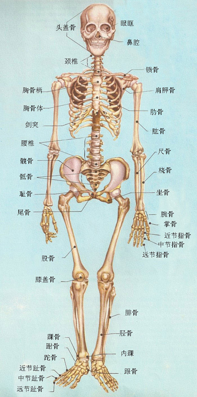 人体的骨头示意图图片