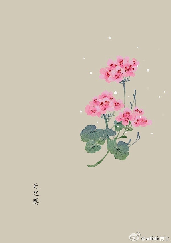 365天生日花 4月24日天竺葵 Geranium 花语 决心