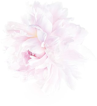 白芍花开淡粉粉色淡雅清新花朵png 免抠免抠图透明背景素材设计