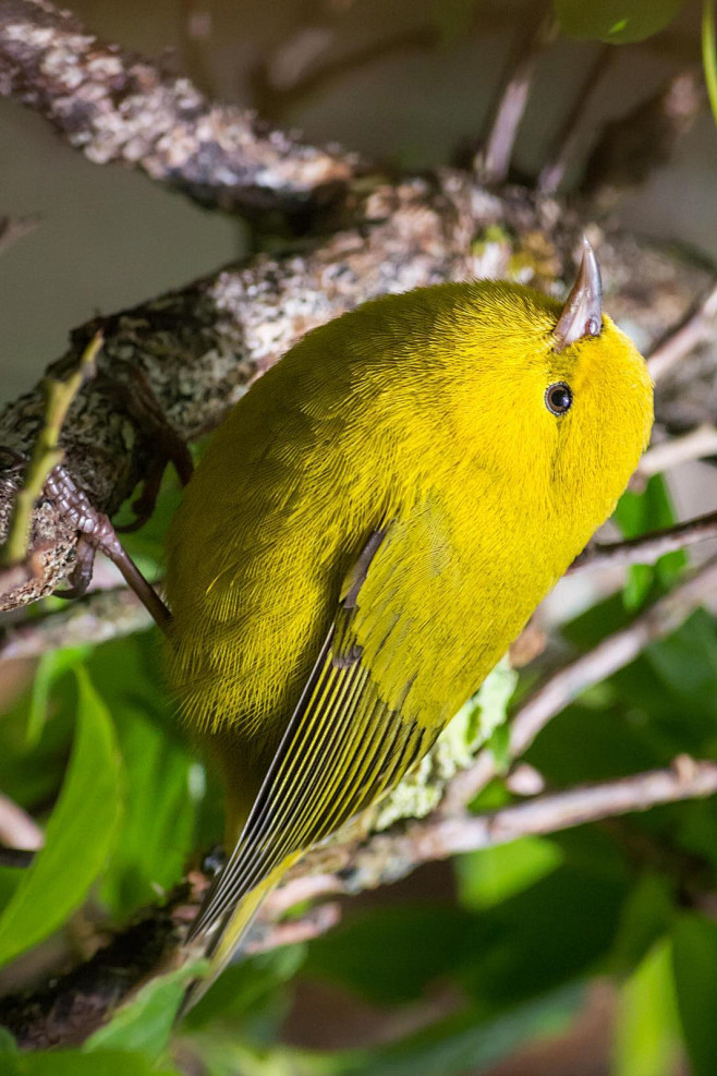 雀形目燕雀科小绿雀属小绿雀