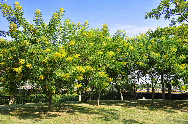 黄花槐