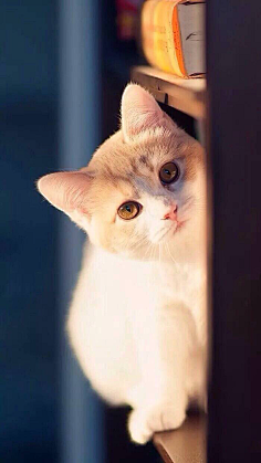 图饭sir采集到【动物~猫咪鹿手机壁纸】