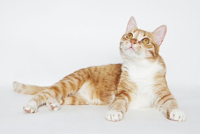 ゛巴拉啦从dannydan转采于2021-07-27 17:32:33动物素材---∝゛巴拉