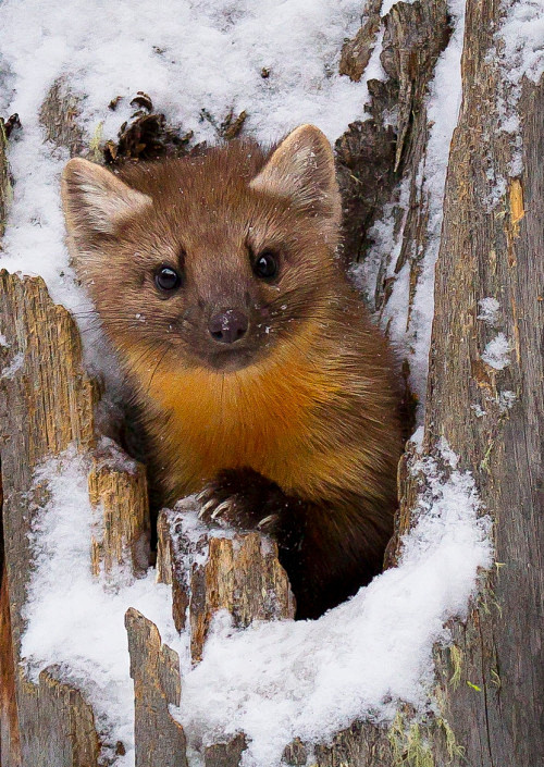 pine marten in yellowstone by j olsen