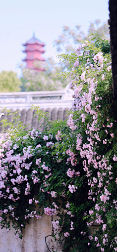 西兰花_开采集到【花开荼蘼】